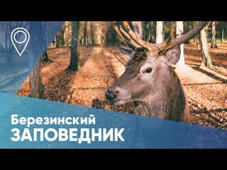 berezinsky biosphere reserve  national park in autumn